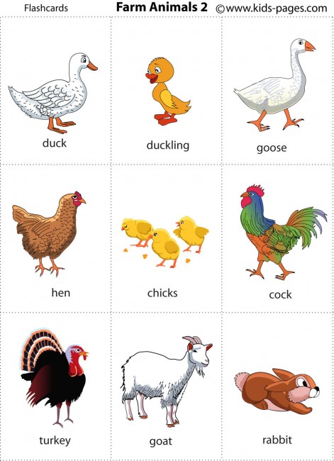 Farm Animals 2 flashcard